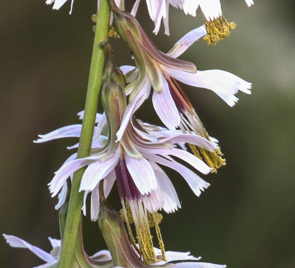 Nabalus autumnalis, Slender Rattlesnake-root, One-sided Rattlesnake-root