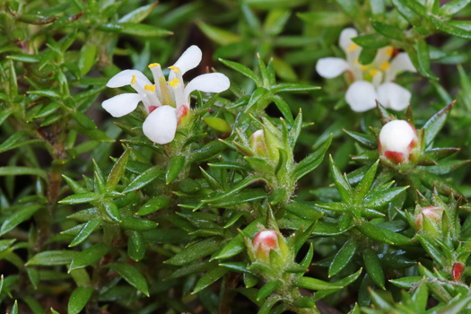 image of Pyxidanthera barbulata var. barbulata, Flowering Pyxie-moss, Big Pyxie, Savanna Pyxiemoss