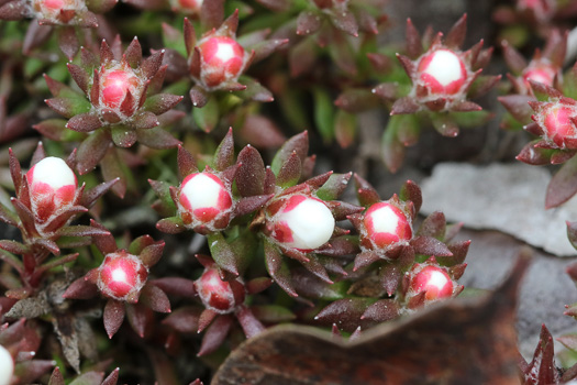 image of Pyxidanthera barbulata var. barbulata, Flowering Pyxie-moss, Big Pyxie, Savanna Pyxiemoss