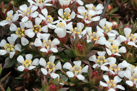 image of Pyxidanthera barbulata var. barbulata, Flowering Pyxie-moss, Big Pyxie, Savanna Pyxiemoss