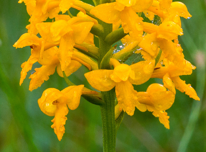 image of Platanthera integra, Yellow Fringeless Orchid, Golden Frog Orchid, Golden Fringeless Orchid, Golden Frog Arrow