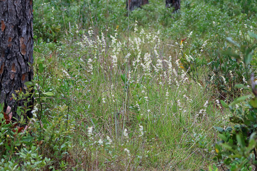image of Pleea tenuifolia, Rush-featherling, Pleea