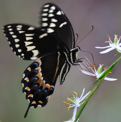 image of Pleea tenuifolia, Rush-featherling, Pleea