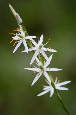 image of Pleea tenuifolia, Rush-featherling, Pleea