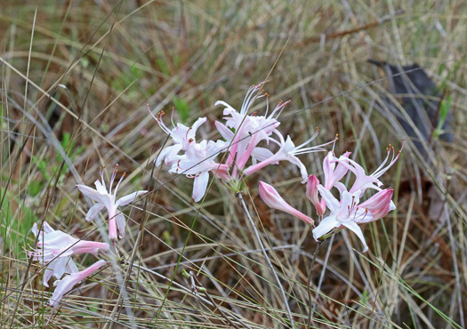 image of Rhododendron atlanticum, Dwarf Azalea, Coastal Azalea