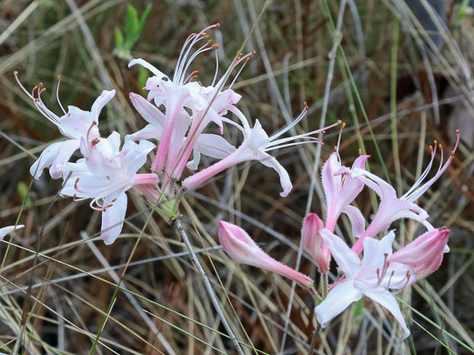 image of Rhododendron atlanticum, Dwarf Azalea, Coastal Azalea