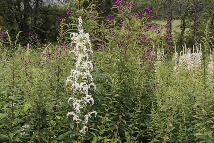 image of Stenanthium gramineum var. robustum, Bog Featherbells