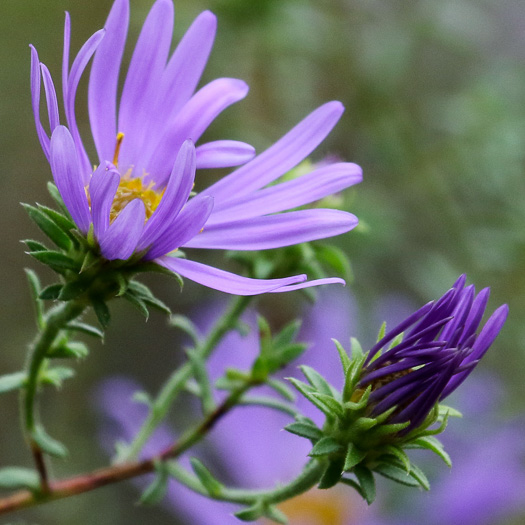 image of Symphyotrichum grandiflorum, Big-headed Aster, Rough Aster, Large-headed Aster, Largeflower Aster