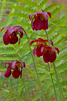 flower of Sarracenia rubra ssp. rubra, Sweet Pitcherplant, Redflower Pitcherplant, Red Pitcherplant