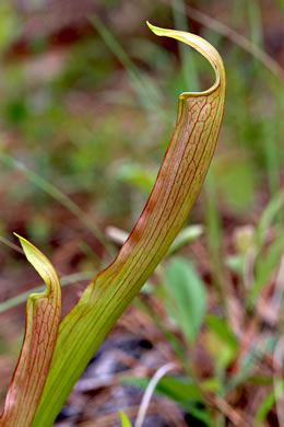 image of Sarracenia rubra ssp. rubra, Carolina Sweet Pitcherplant, Carolina Redflower Pitcherplant, Red Pitcherplant, Sweet Pitcherplant