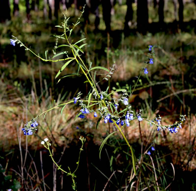 image of Salvia azurea var. azurea, Azure Sage