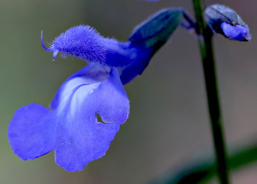 image of Salvia azurea var. azurea, Azure Sage