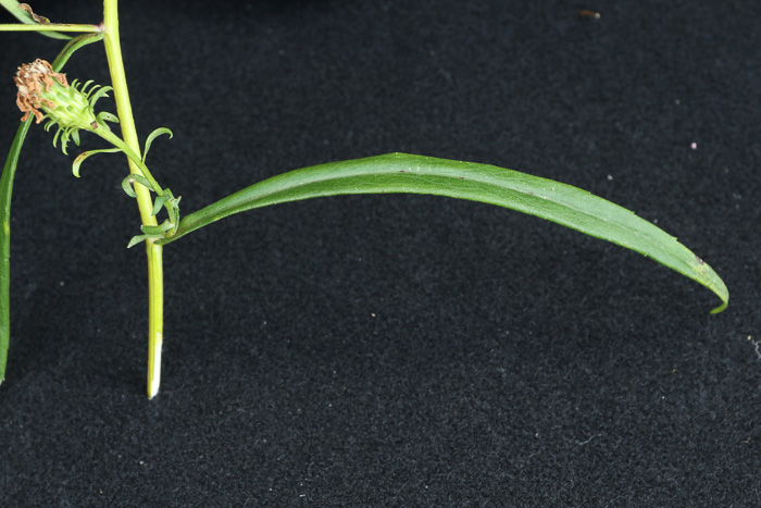 image of Symphyotrichum novi-belgii var. elodes, New York Aster