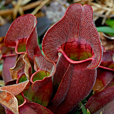 image of Sarracenia purpurea var. venosa, Southern Purple Pitcherplant, Frog's Breeches, Hunter's Cup