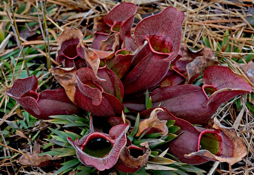 image of Sarracenia purpurea var. venosa, Southern Purple Pitcherplant, Frog's Breeches, Hunter's Cup
