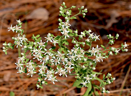 flower of Sericocarpus tortifolius, Twisted-leaf Whitetop Aster, Dixie Whitetop Aster