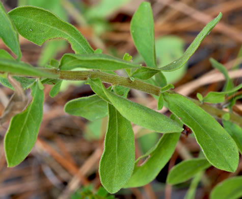 leaf or frond of Sericocarpus tortifolius, Twisted-leaf Whitetop Aster, Dixie Whitetop Aster