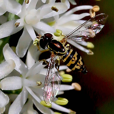 image of Tofieldia glabra, Carolina Bog Asphodel, White Asphodel