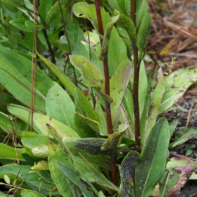 image of Trilisa odoratissima, Vanilla-leaf, Deer's-tongue, Pineland Purple