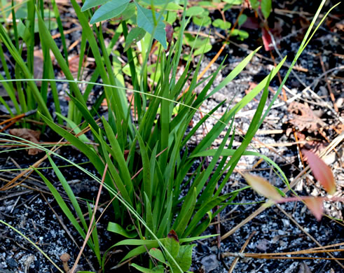 Tofieldia glabra, Carolina Bog Asphodel, White Asphodel