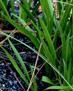 Tofieldia glabra, Carolina Bog Asphodel, White Asphodel