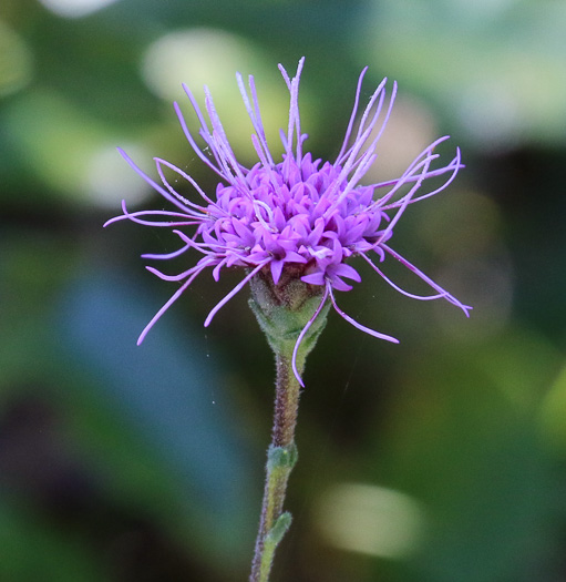 image of Carphephorus tomentosus, Sticky Chaffhead, Woolly Chaffhead, Carolina Chaffhead