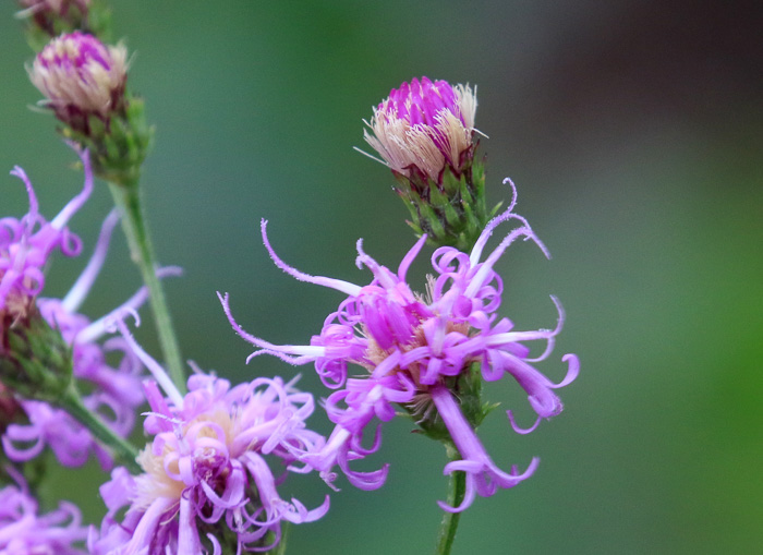 image of Vernonia angustifolia var. angustifolia, Narrowleaf Ironweed, Carolina Slender Ironweed, Carolina Sandhill Ironweed