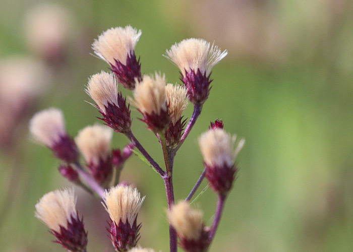 image of Vernonia angustifolia var. angustifolia, Narrowleaf Ironweed, Carolina Slender Ironweed, Carolina Sandhill Ironweed