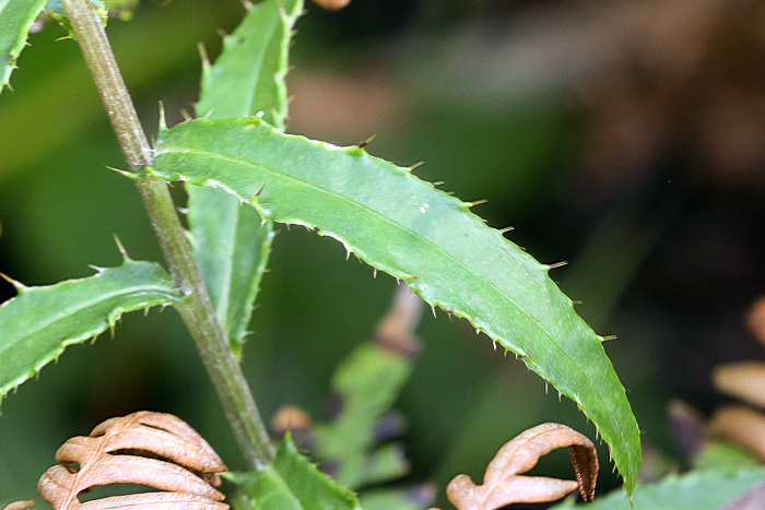 image of Cirsium virginianum, Virginia Thistle
