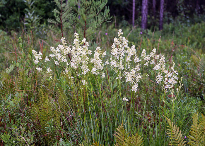 image of Zigadenus glaberrimus, Large Death Camas, Snakeroot, Sandbog Death-camas, Bog Death Camas