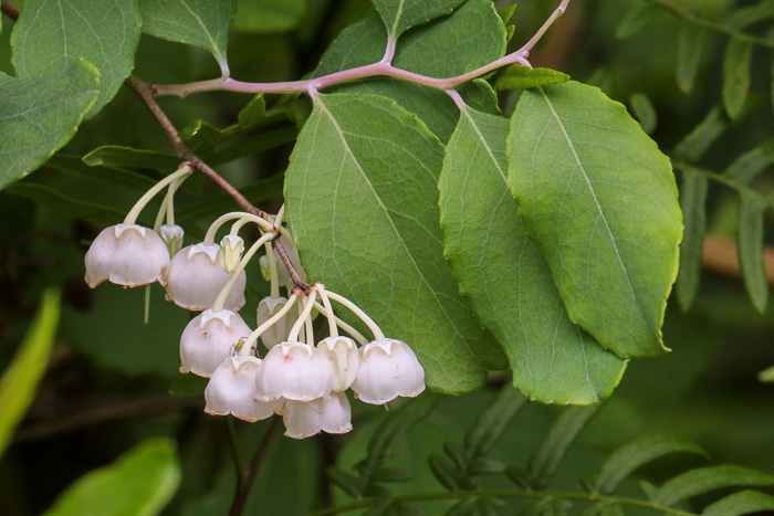 image of Zenobia pulverulenta, Zenobia, Honeycups