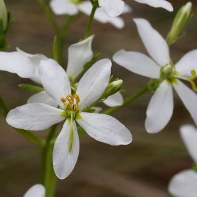 image of Sabatia brachiata, Narrowleaf Rose-pink, Narrowleaf Rose-gentian, Narrowleaf Sabatia