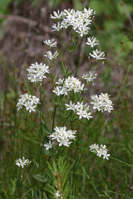 image of Sabatia difformis, White Sabatia, Lanceleaf Rose-gentian, Lanceleaf Sabatia