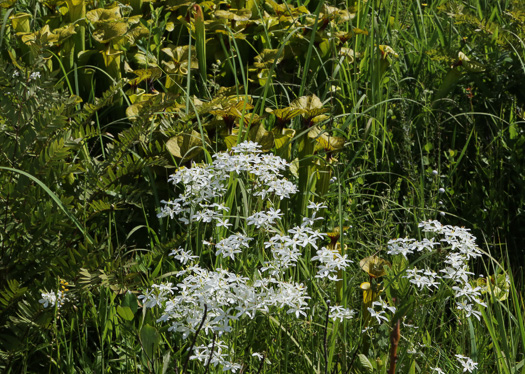 image of Sabatia difformis, White Sabatia, Lanceleaf Rose-gentian, Lanceleaf Sabatia