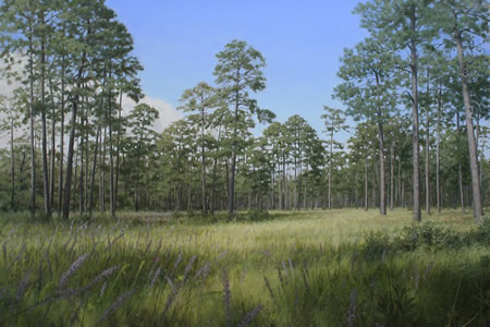 Longleaf Glade, oil on canvas by Philip Juras © 2008