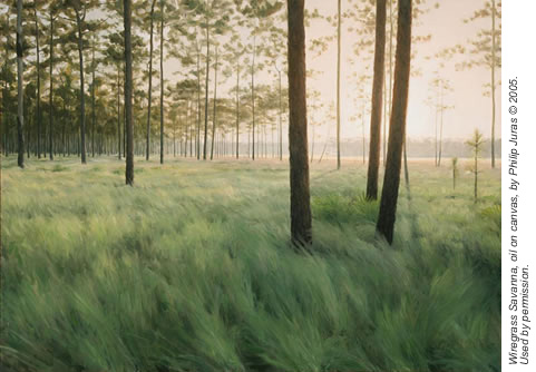 Wiregrass Savanna, oil on canvas by Philip Juras © 2005