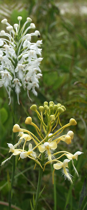 hybrid of P. conspicua & P. ciliaris called P. Xlueri. Photo by Jim Fowler.