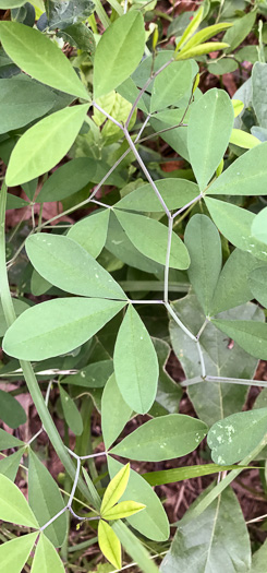 Baptisia albescens