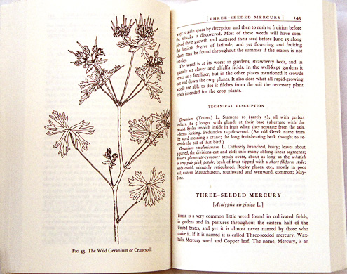 page from All About Weeds by Edwin Rollin Spencer