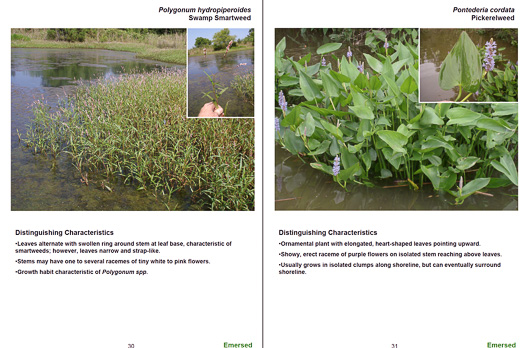 page from Field Guide to Aquatic Plants of Alabama by R. Graves Lovell