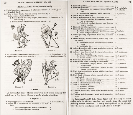 page from A Guide and Key to the Aquatic Plants of the Southeastern United States by Don E. Eyles, J. Lynne Robertson, Jr., with original drawings by Garnet W. Jex