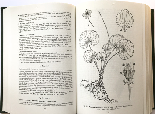 page from Aquatic and Wetland Plants of the Southeastern United States by Robert K. Godfrey and Jean W. Wooten