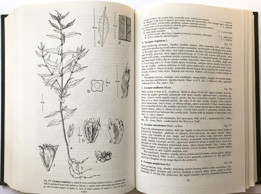 page from Aquatic and Wetland Plants of the Southeastern United States by Robert K. Godfrey and Jean W. Wooten