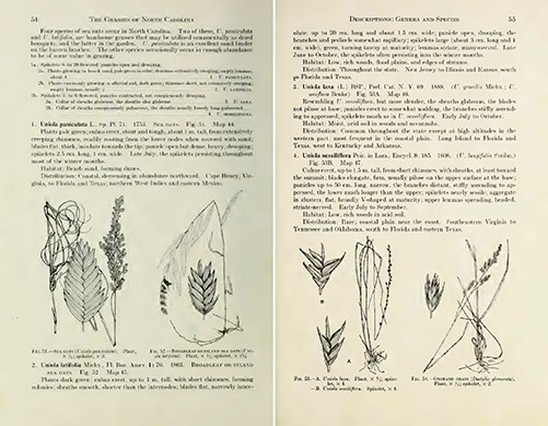 page from The Grasses of North Carolina by Hugo L. Blomquist