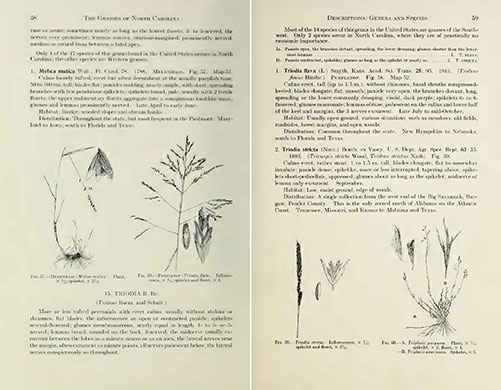 page from The Grasses of North Carolina by Hugo L. Blomquist