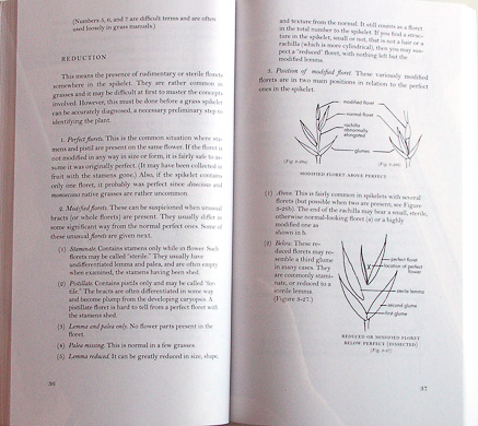 page from How to Identify Grasses and Grasslike Plants by H.D. Harrington