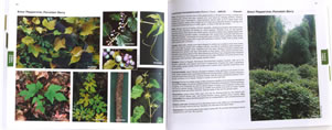 page from A Field Guide for the Identification of Invasive Plants in Southern Forests by James H. Miller, Erwin B. Chambliss, Nancy J. Loewenstein