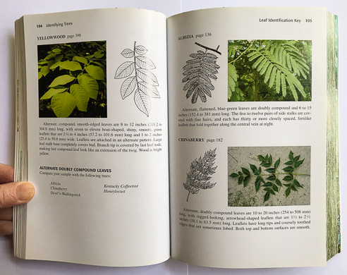 page from Identifying Trees