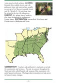 page from Field Guide to Native Oak Species of Eastern North America by John Stein, Denise Binion, Robert Acciavatti