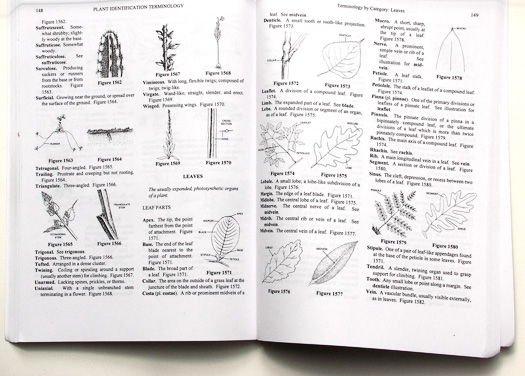 plant identification terminology an illustrated glossary pdf download